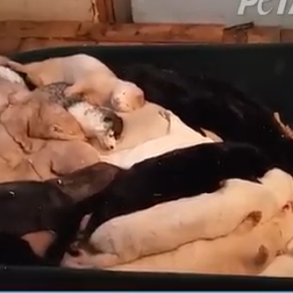 SAY NO TO MINK 👁️ EYELASHES 🙅‍♂️🙅‍♀️🙅
‼️NOT FOR SALE‼️ - Picture 15 of 16